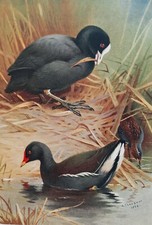 Archibald thorburn coot for sale  NORWICH