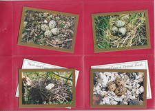 Robert wilson nest for sale  CHELMSFORD