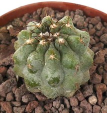 Copiapoa serpentisulcata copia usato  Napoli