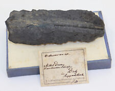 Nautiloid rthoceras devon gebraucht kaufen  Weeze