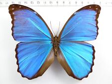 morpho menelaus gebraucht kaufen  Haibach