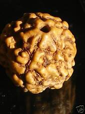 Perle rudraksha graine d'occasion  Rivesaltes