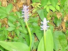 Purple flowered pickerel for sale  Beachwood