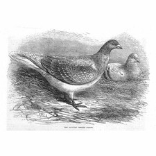 Birds antwerp carrier for sale  GLASGOW