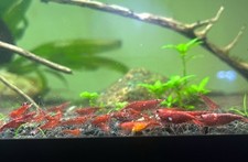 Neocaridina shrimp red for sale  Wilmington