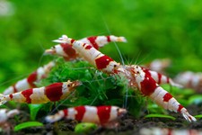 Crs crystal red for sale  Bakersfield