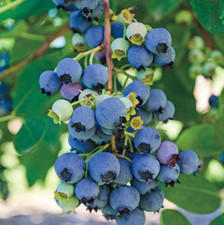 Live blueray blueberry for sale  Wadsworth