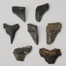 Shark tooth wholesale for sale  Rockledge