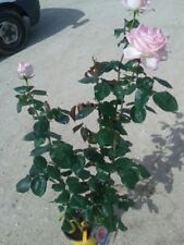 Pianta rose cespuglio usato  Altamura