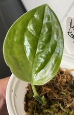Monstera karstenianum peru gebraucht kaufen  Ludwigsfelde