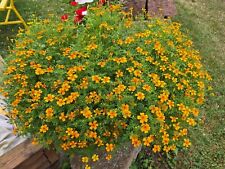 Essbare gewürztagetes duft gebraucht kaufen  Köthen-Umland