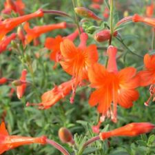 Fuchsia california plug for sale  LONDON