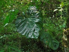 Anthurium titanium seed for sale  Redwood City