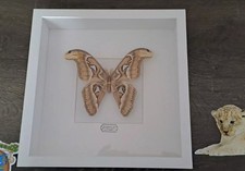 Attacus atlas riesige gebraucht kaufen  Berlin
