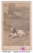 Chien pose circa d'occasion  Chaumont