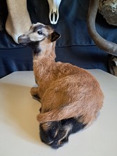 Taxidermie jeune mouton d'occasion  Lorient