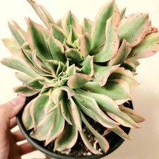 Aeonium sunburst crest for sale  Morgan Hill