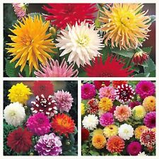 Dahlia mixed tubers. for sale  CANTERBURY
