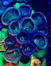 Button polyps cup for sale  HOLMFIRTH