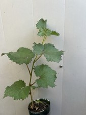 Kyoho grape pot for sale  Baldwin Park