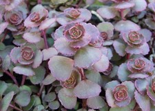 Sedum dragons blood for sale  Jackson