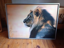 Löwe safari afrika gebraucht kaufen  Bad Krozingen