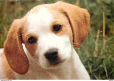 chiot epagneul breton d'occasion chiot epagneul breton d'occasion Expédié en Belgium