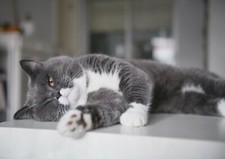 Gery british shorthair for sale  SELBY