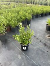 Frostproof gardenia fully for sale  Ridgeville
