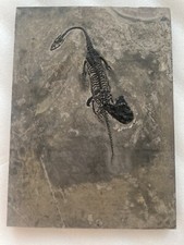 Véritable reptile marin d'occasion  Dijon