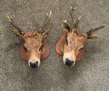 Rare real head for sale  ASHFORD