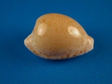Cypraea edentula sanfrancisca for sale  Kapolei