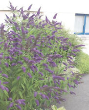 Sommerflieder buddleja rot gebraucht kaufen  Wurzen