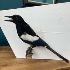 Taxidermy magpie for sale  LONDON