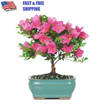 Live satsuki azalea for sale  Memphis