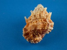 Bursa rosa great for sale  Kapolei