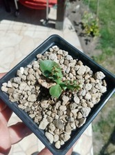 Euphorbia fanshawei caudex gebraucht kaufen  Radeburg