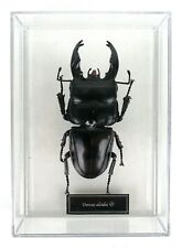 Dorcus alcides tassidermia usato  Pontedera