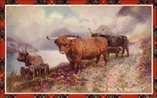 Scottish highland cattle for sale  Clearwater