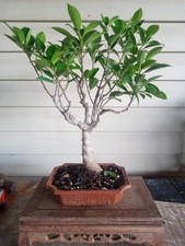 Bonsai tiger bark for sale  Strasburg