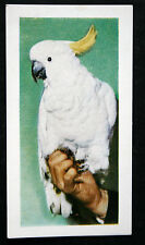 Sulphur crested cockatoo for sale  DERBY