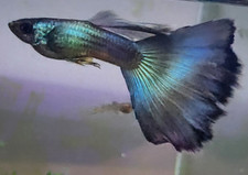 Moscow guppy fry for sale  Groveland