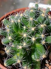 Succulent trichodiadema mesemb for sale  SHEFFIELD