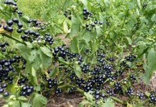 Garden huckleberry gmo for sale  Lindstrom