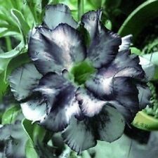 White black desert for sale  Ravensdale