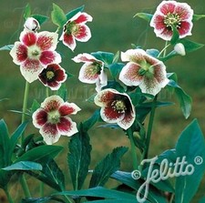 Lenten rose plant for sale  LONDON