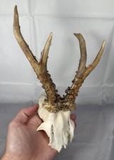 Roe deer taxidermy for sale Roe deer taxidermy for sale  NOTTINGHAM