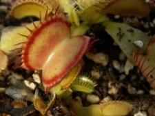 Pianta carnivora muscipula usato  Grumo Appula