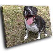 A149 black pitbull for sale  STRABANE