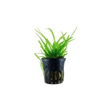Dwarf sagittaria bundle for sale  Forney